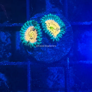 CE- WYSIWYG WWC Hawaiian Ding Dang Zoa Zoanthid - Live Coral Frag LPS SPS #RZC8