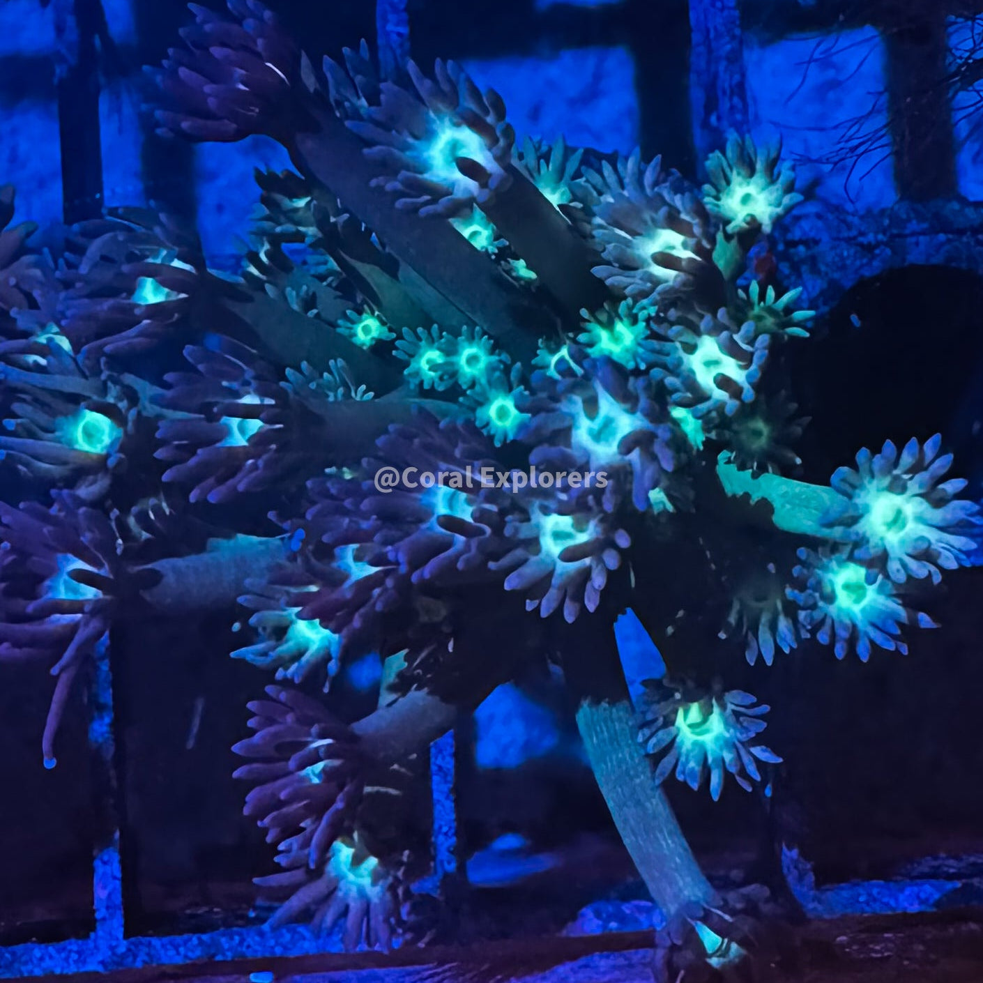 CE- WYSIWYG Jazzy Belle Rainbow Goni Frag - Live Coral LPS SPS #RZD11