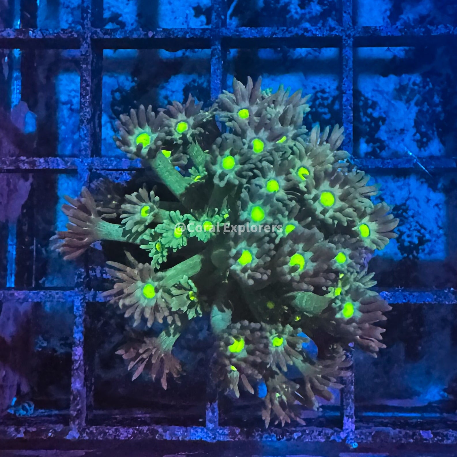 CE- WYSIWYG Alien Eye Rainbow Goni Frag - Live Coral Frag LPS SPS #RZD1