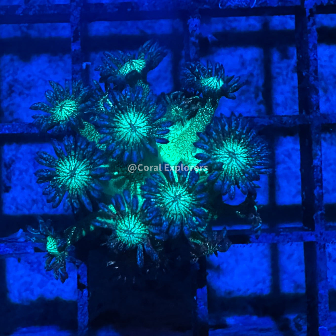 CE- WYSIWYG Green Glitter Bomb Rainbow Goni Frag - Live Coral Frag LPS SPS #RZD3
