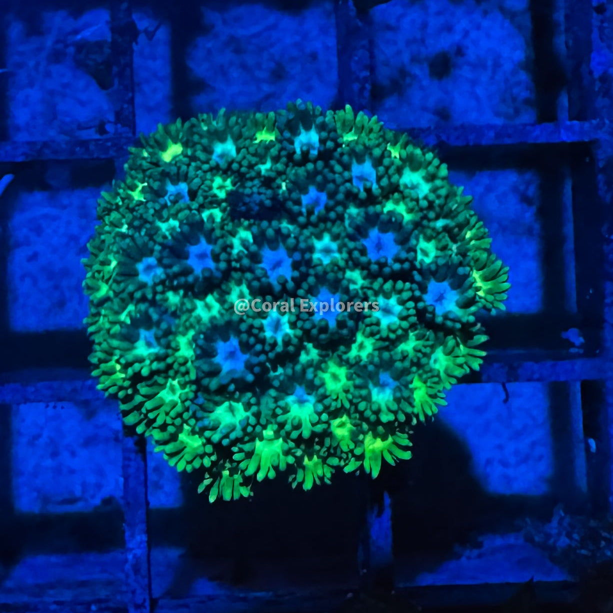 CE- WYSIWYG Iceberg Rainbow Goni Frag - Live Coral Frag LPS SPS #RZD7