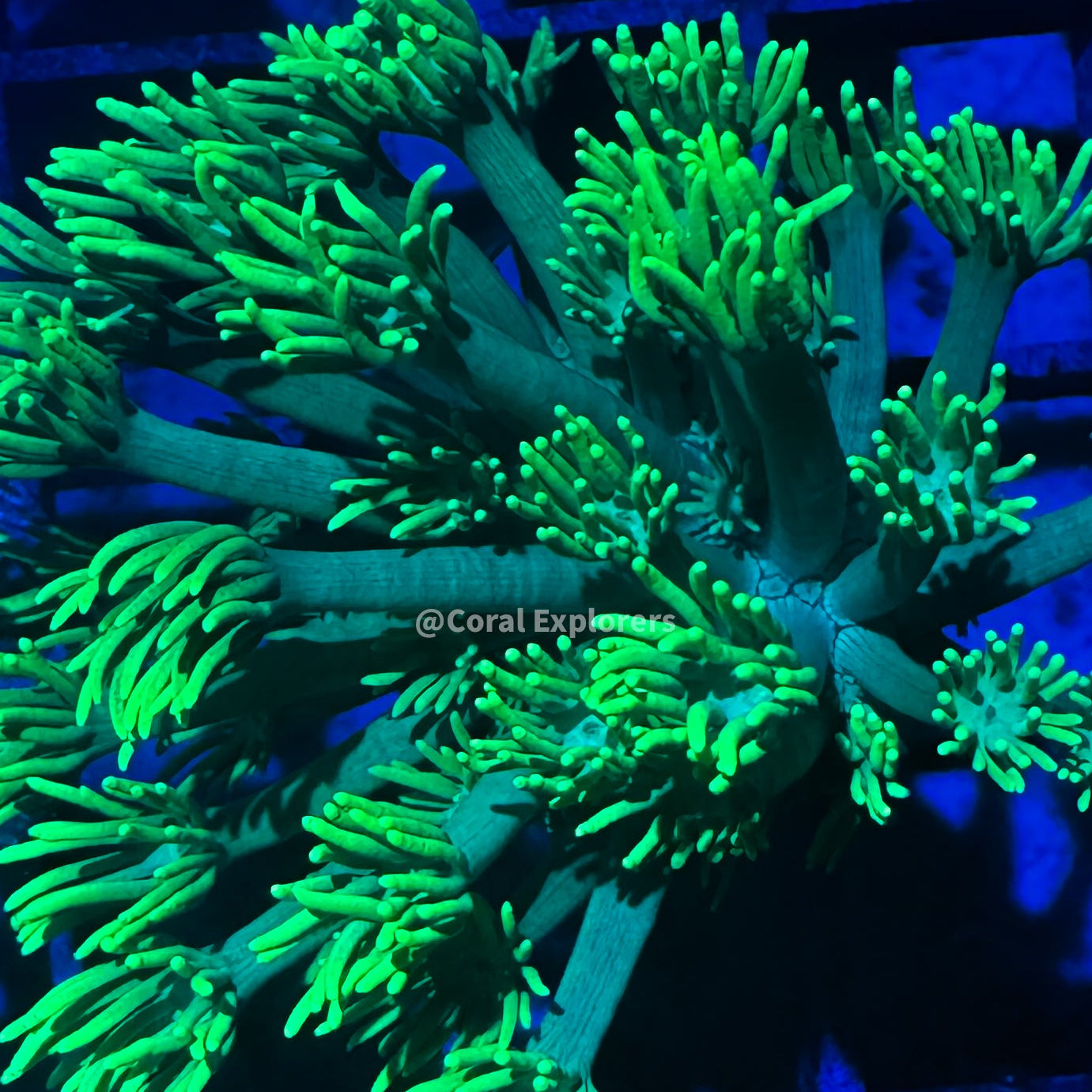 CE- WYSIWYG Spring Fever Rainbow Goni Frag - Live Coral Frag LPS SPS #RZE12