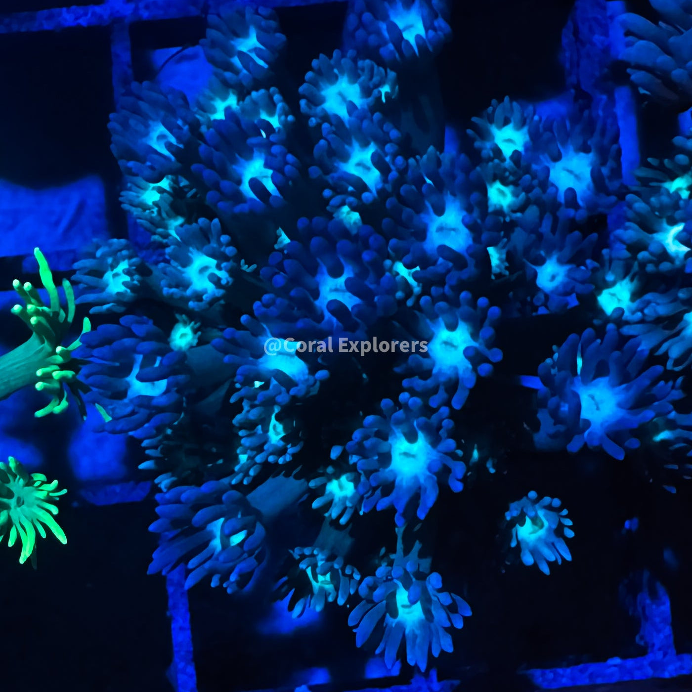 CE- WYSIWYG Blueberry Field Rainbow Goni Frag - Live Coral Frag LPS SPS #RZE13
