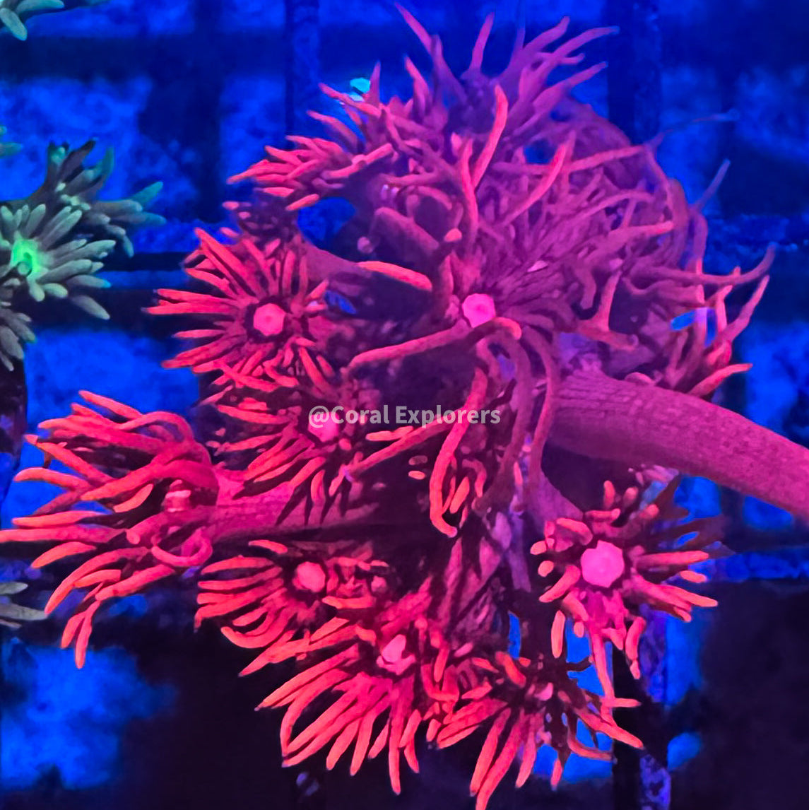CE- WYSIWYG Daisy's Rose Rainbow Goni Frag - Live Coral Frag LPS SPS #RZE6