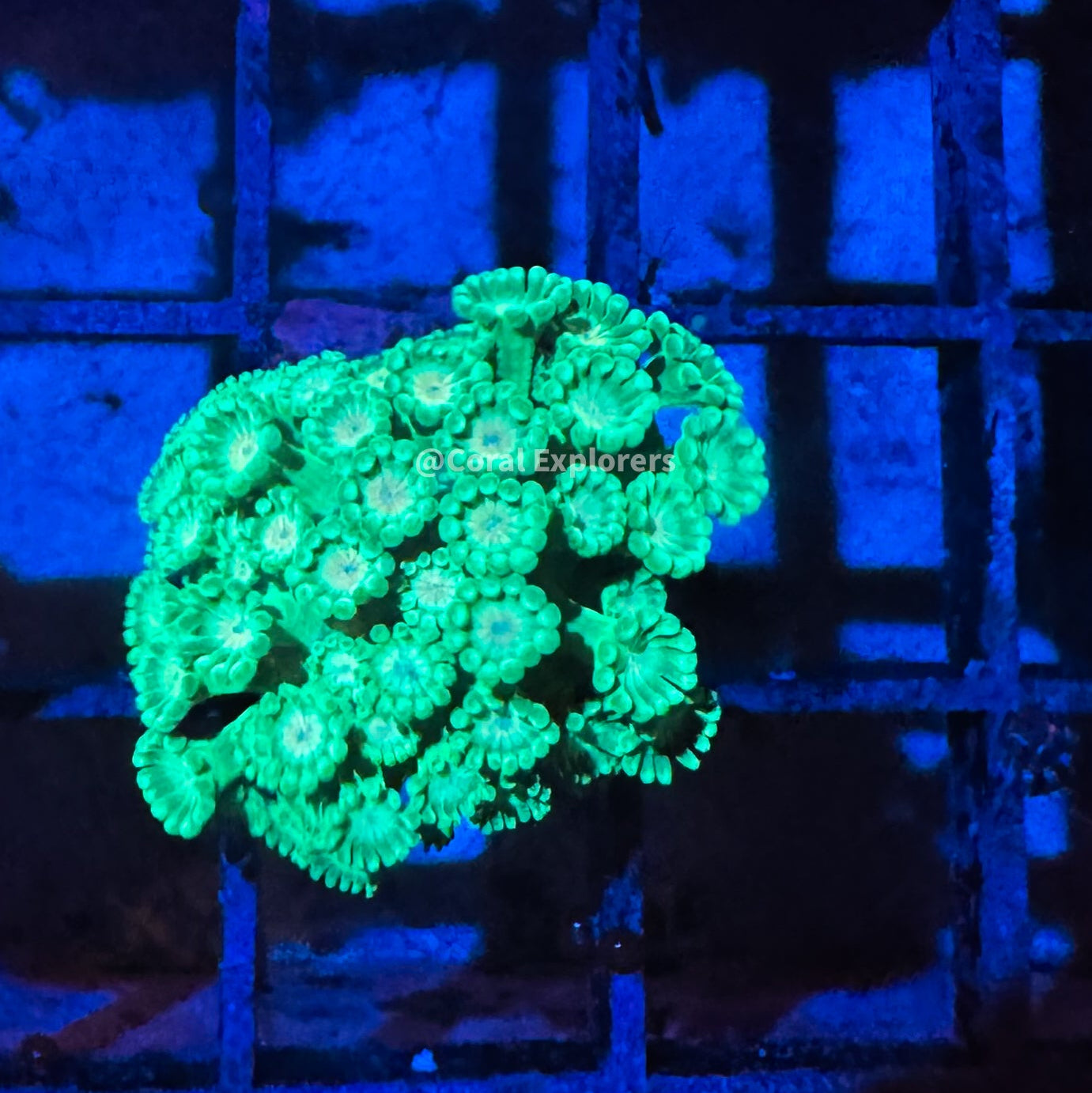 CE- WYSIWYG King of Heart Rainbow Alveopora Frag - Live Coral Frag LPS SPS #RZF1