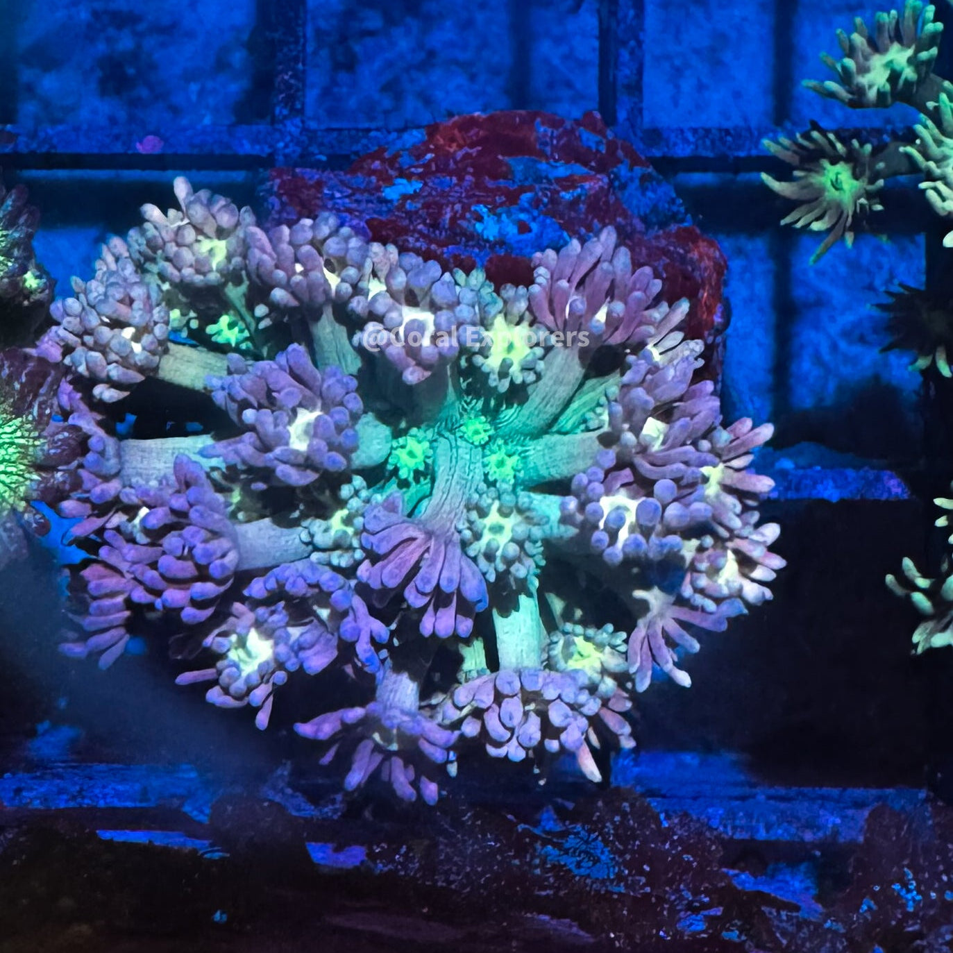 CE- WYSIWYG Jazzy Belle Rainbow Goni - Live Coral Frag LPS SPS #RZF10