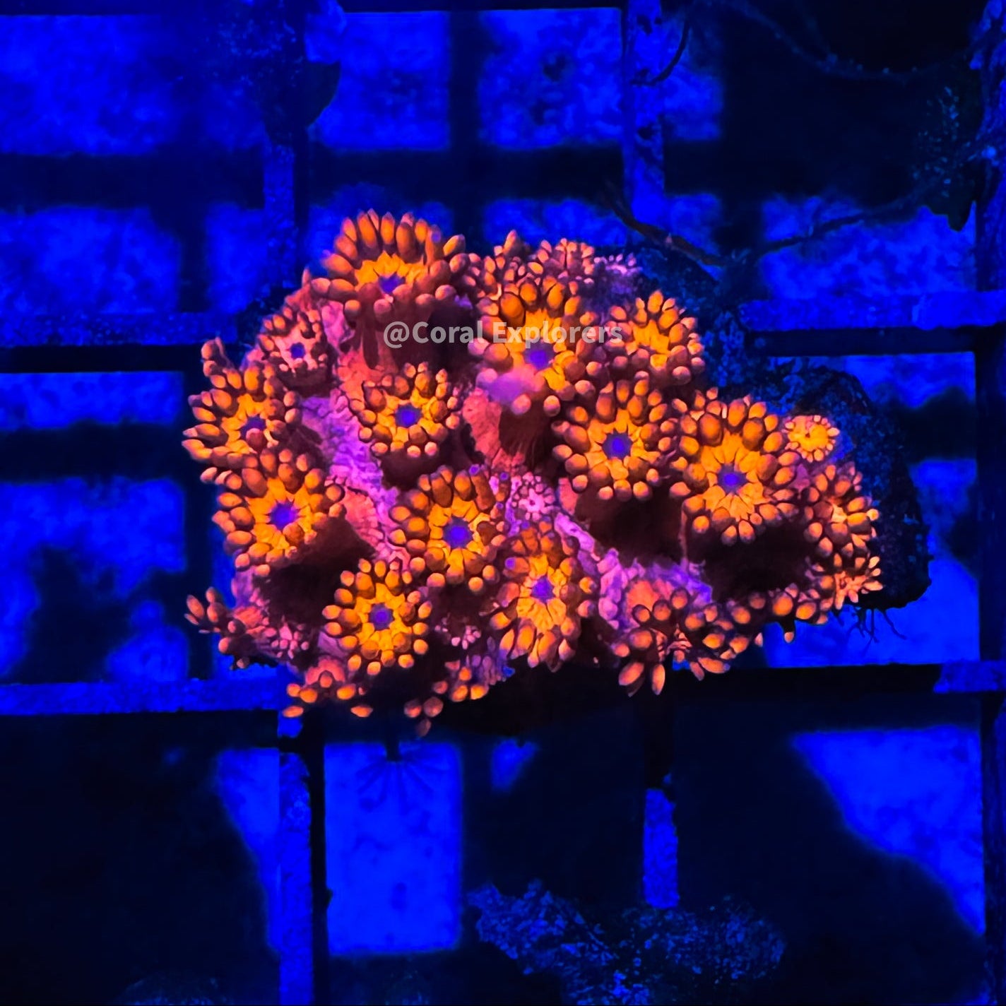 CE- WYSIWYG Blood Diamond Rainbow Goni - Live Coral Frag LPS SPS #RZF11