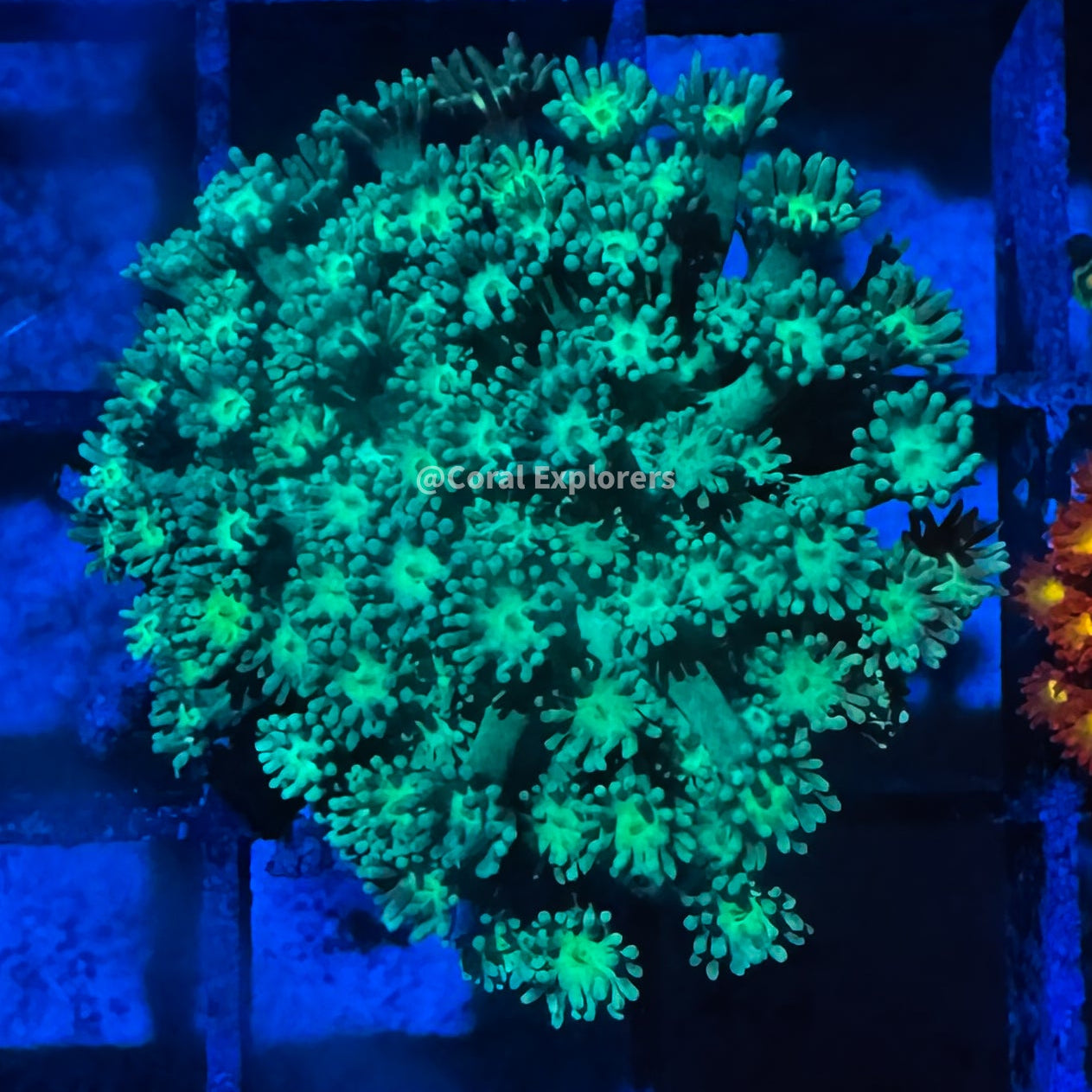 CE- WYSIWYG Greenland Rainbow Goni - Live Coral Frag LPS SPS #RZF12