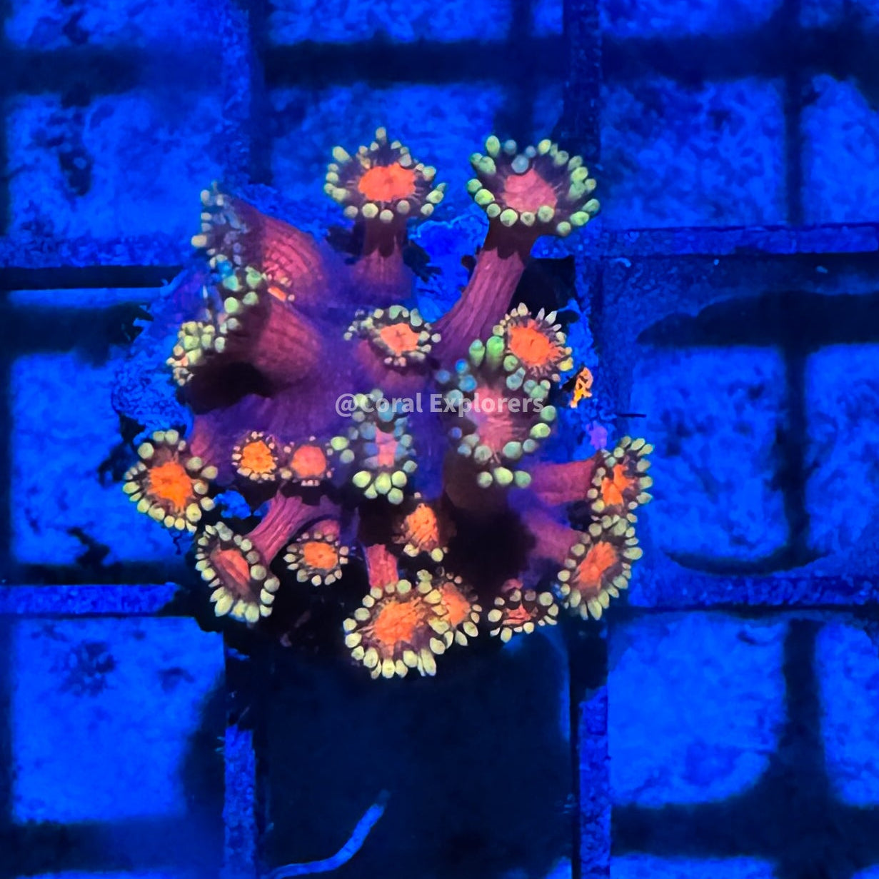 CE- WYSIWYG Iron Man Rainbow Goni Frag - Live Coral Frag LPS SPS #RZF13