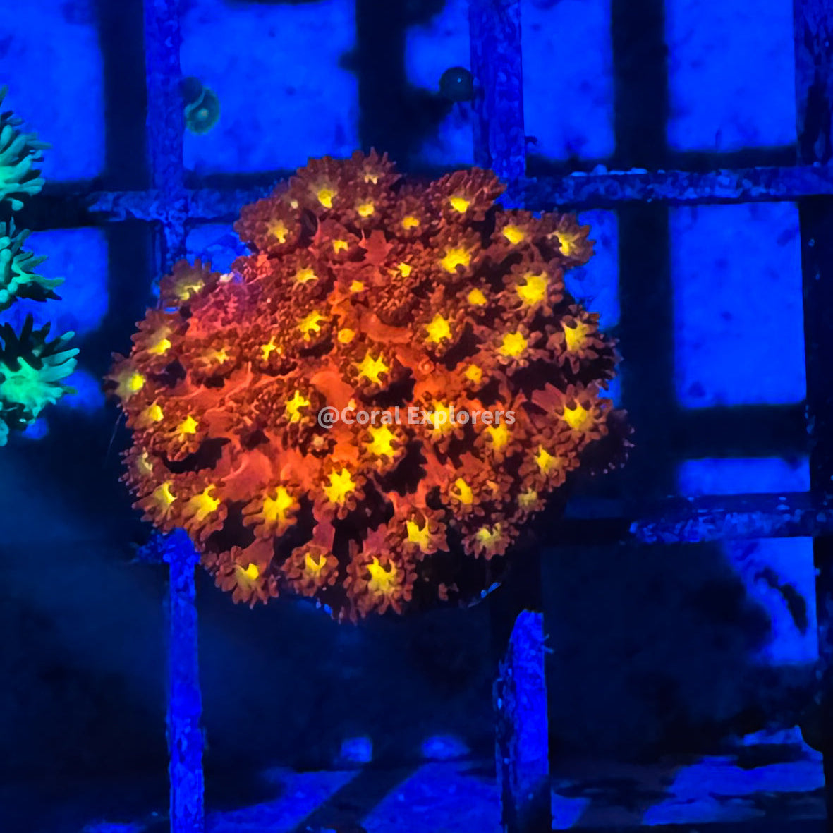 CE- WYSIWYG Spitfire Rainbow Goni - Live Coral Frag LPS SPS #RZF14