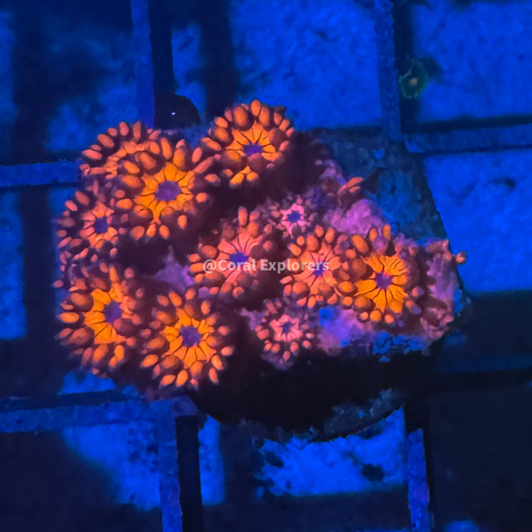 CE- WYSIWYG Blood Diamond Rainbow Goni Frag - Live Coral Frag LPS SPS #RZF2
