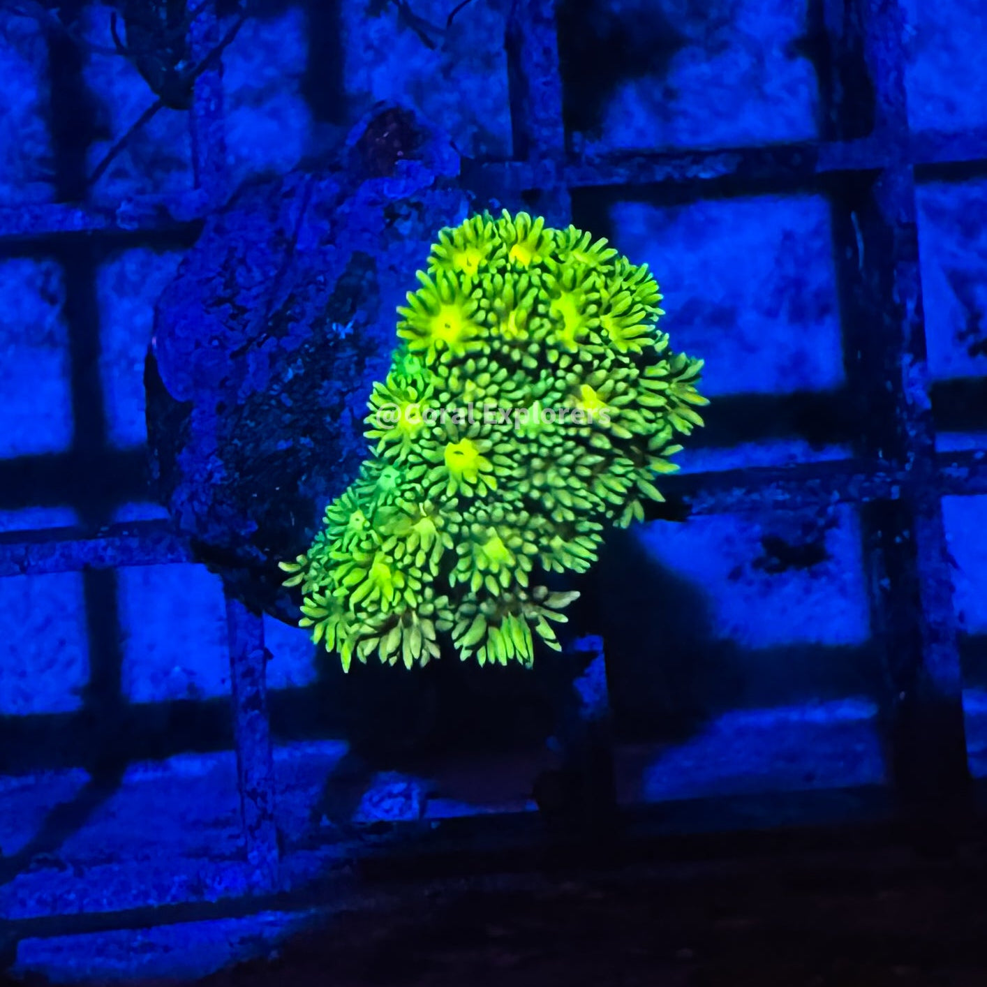 CE- WYSIWYG Jolly Rancher Rainbow Goni Frag - Live Coral Frag LPS SPS #RZF3