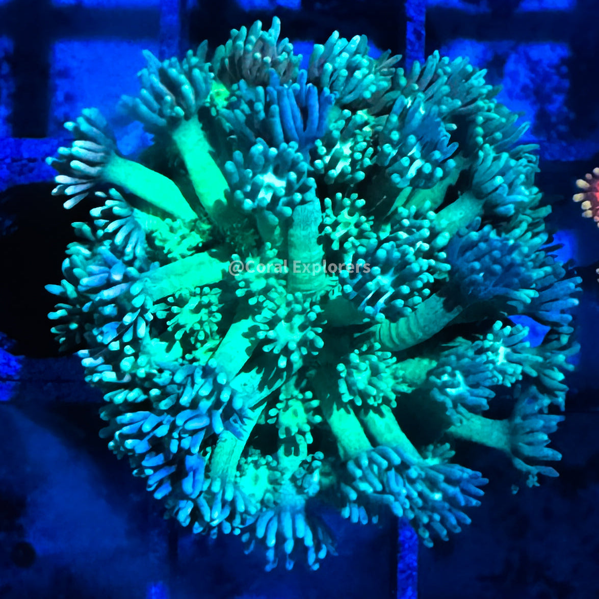 CE- WYSIWYG Jolly Land Rainbow Goni Frag - Live Coral Frag LPS SPS #RZF4