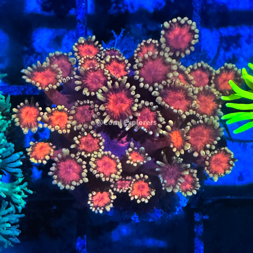 CE- WYSIWYG Morning Glory Rainbow Goni Frag - Live Coral Frag LPS SPS #RZF5