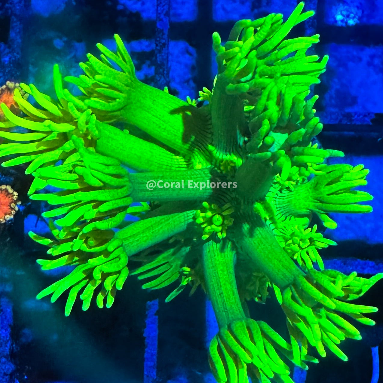 CE- WYSIWYG Kevin's Highlighter Rainbow Goni Frag Live Coral Frag LPS SPS #RZF6
