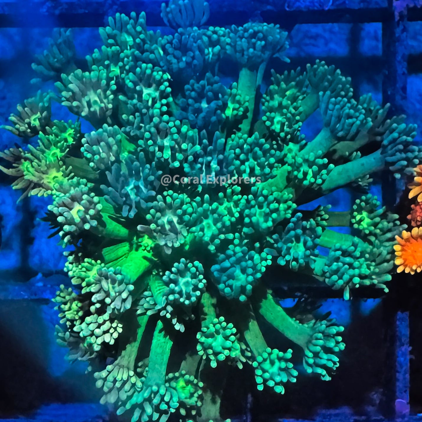 CE- WYSIWYG Jolly Rancher Rainbow Goni Frag - Live Coral Frag LPS SPS #RZF7