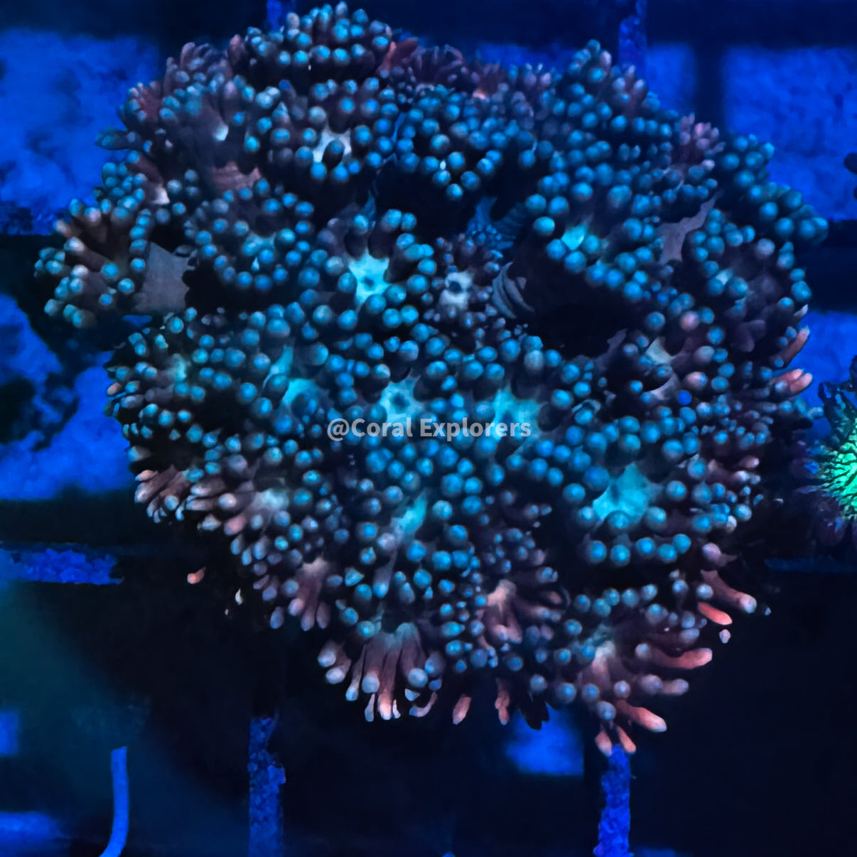 CE- WYSIWYG Hidden Chaos Rainbow Goni - Live Coral Frag LPS SPS #RZF8