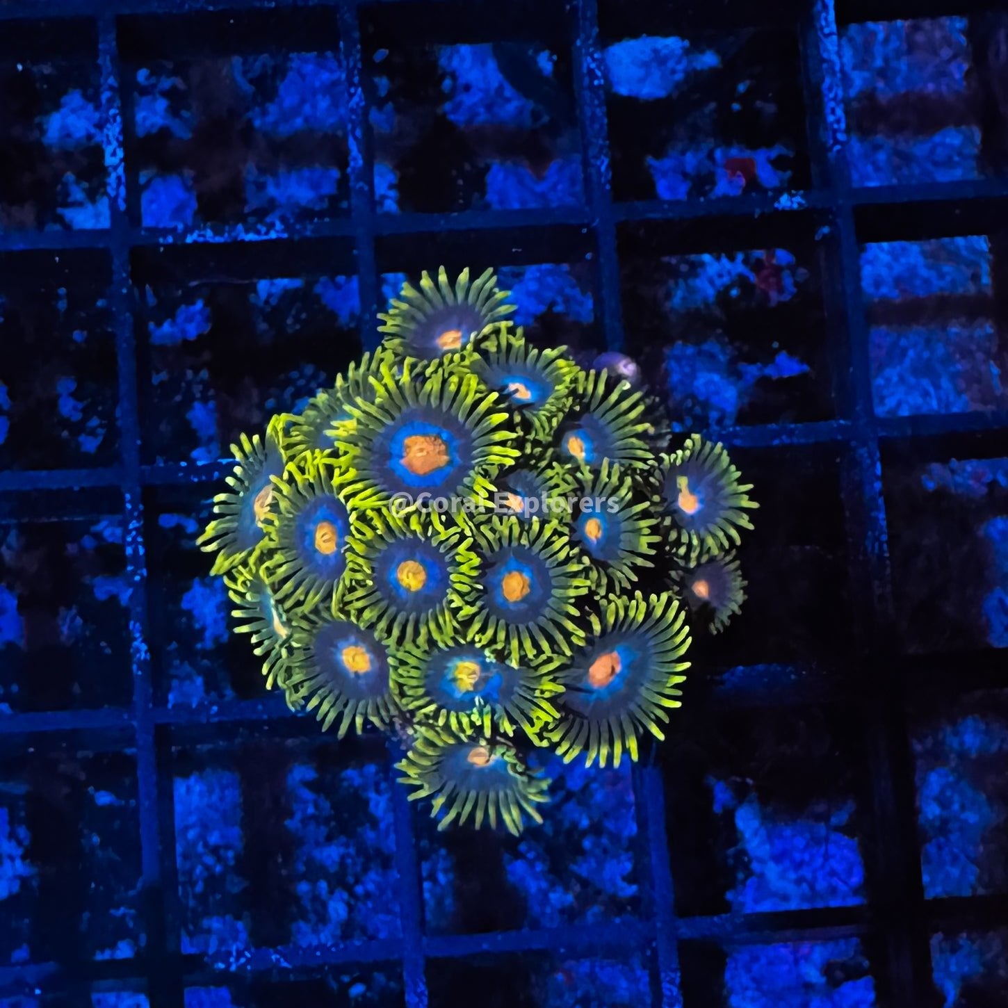 CE- WYSIWYG Blow pop Zoa Zoanthid Live Coral Frag LPS SPSS #RZE13