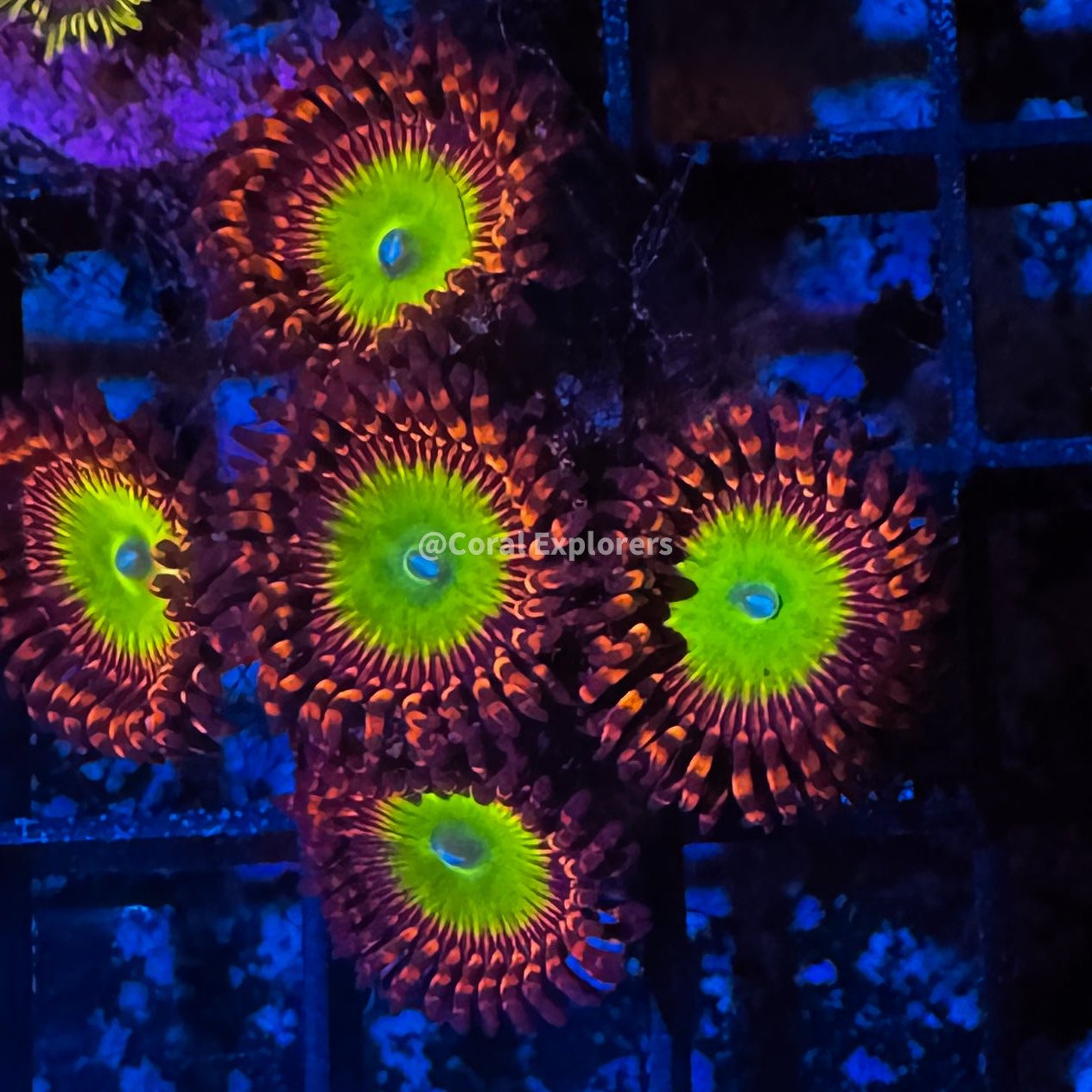 CE- WYSIWYG Bowser Zoa Zoanthid Live Coral Frag LPS SPS #RZH14