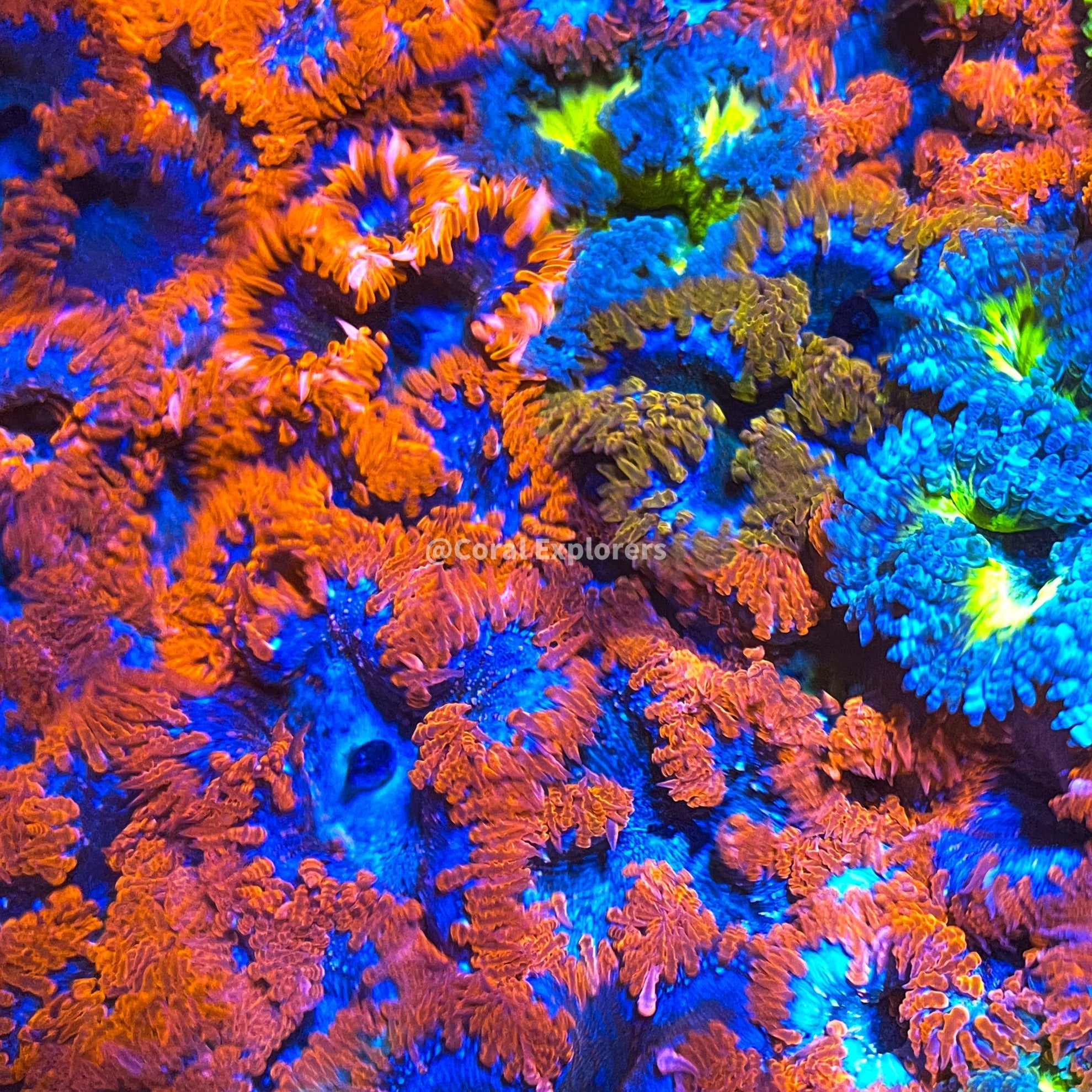 Ultra Assorted Rock Flower Anemone Packs Coral Explorers ultra-assorted-rock-flower-anemone-packs-coral-explorers