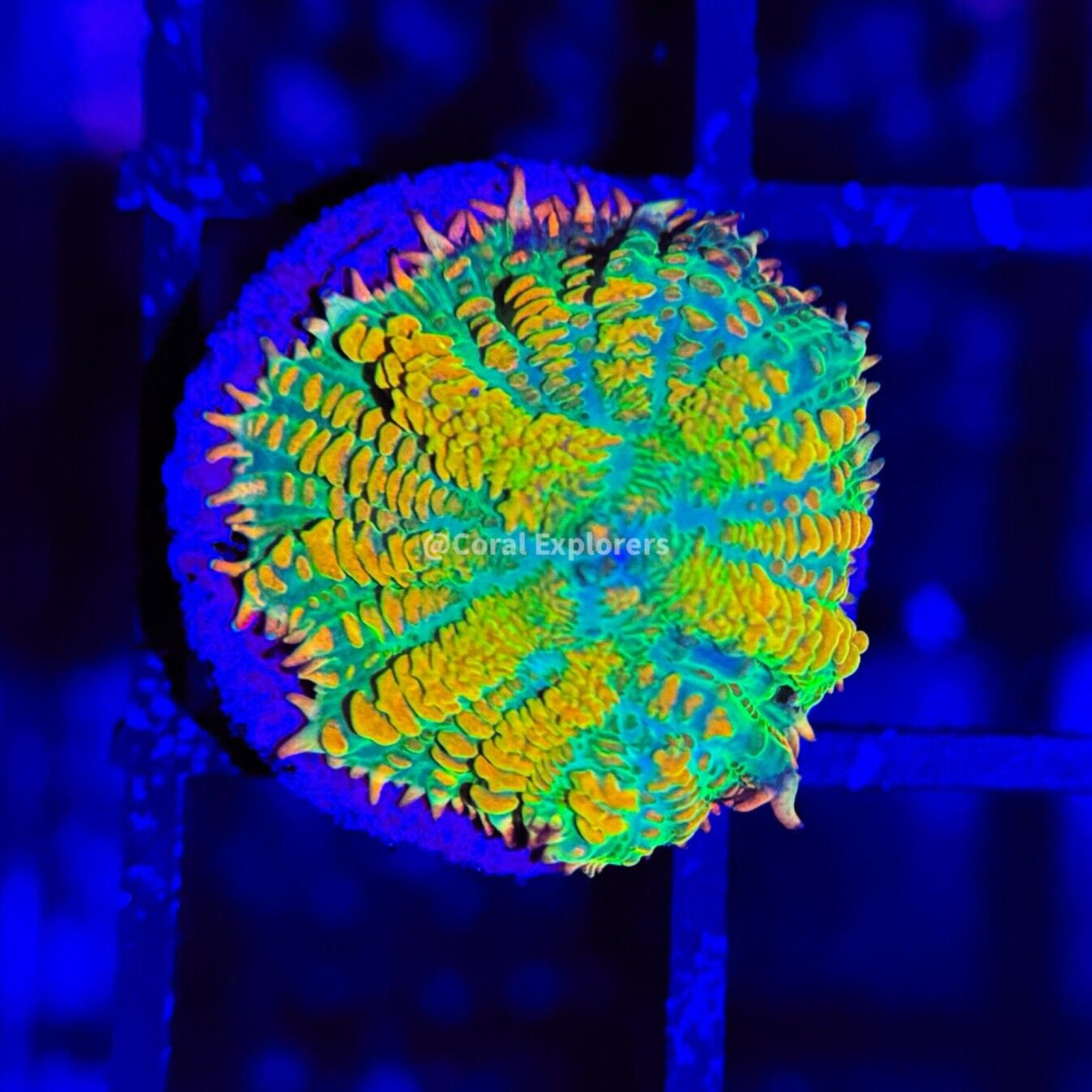 Mushroom – Coral Explorers