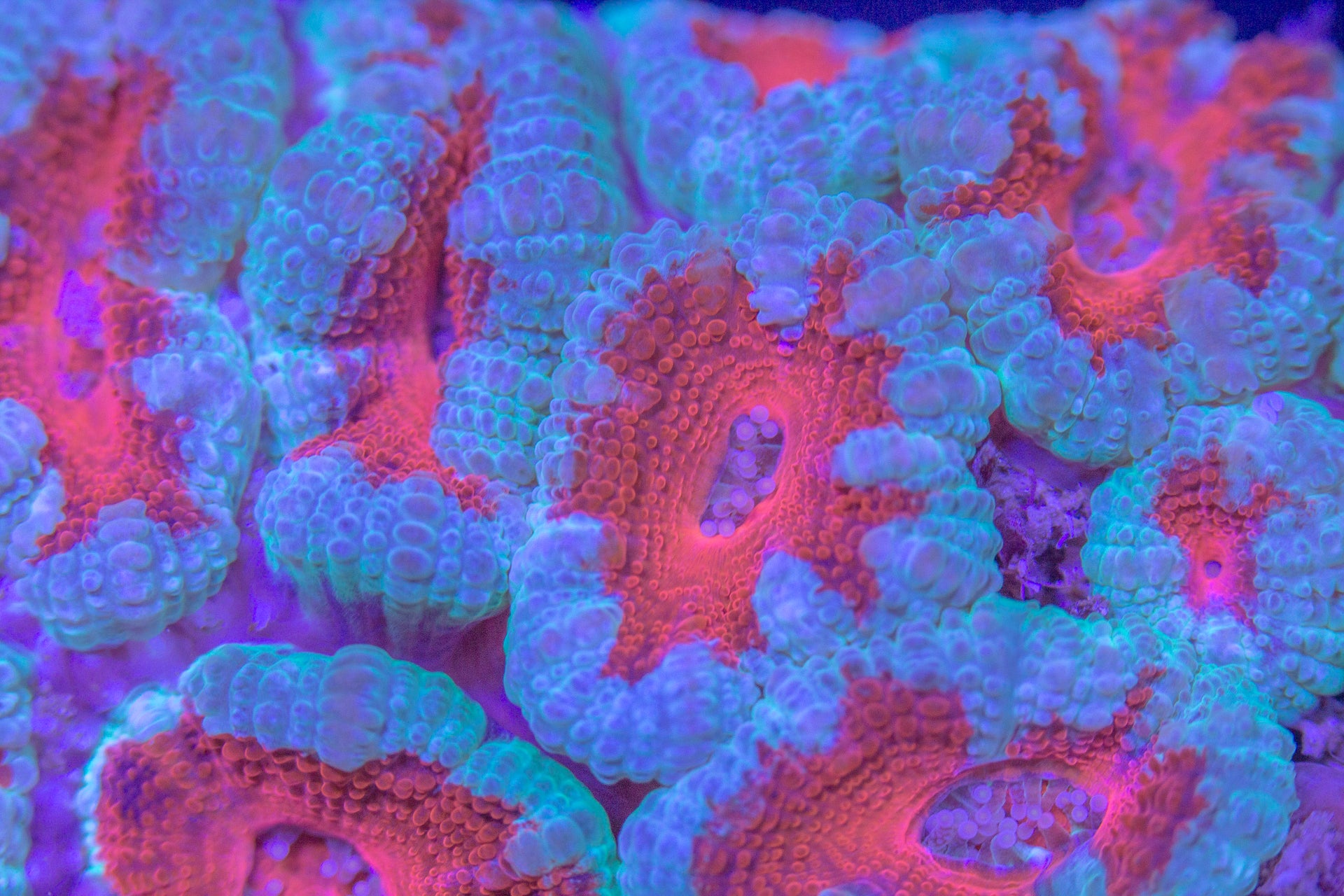 Blue/Red Acan Coral Frag