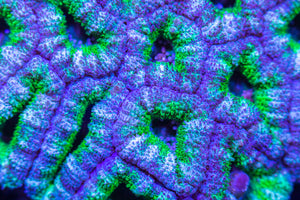 Blue/ Green Acan Coral Frag