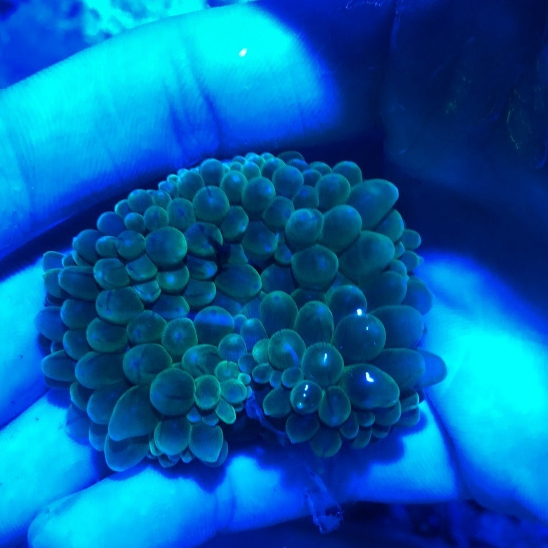Green Bubble Tip Anemone